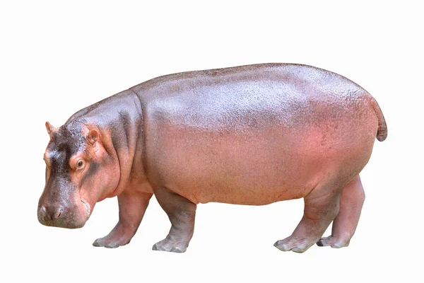 Hipopotam Izolowany Białym Tle — Zdjęcie stockowe