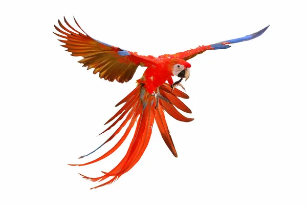 Beyaz Arka Plan Üzerinde Izole Renkli Papağan — Stok fotoğraf