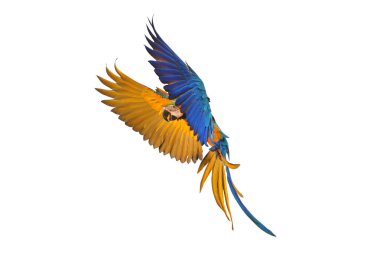 Beyaz arka plan üzerinde izole renkli uçan papağan.