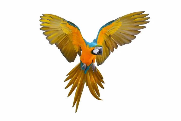 Beyaz arka plan üzerinde izole renkli uçan papağan.