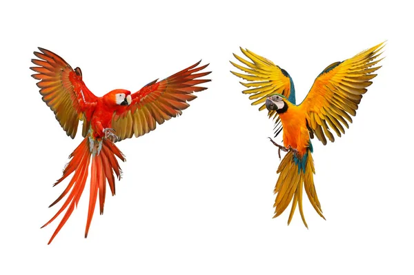 Färgglada Flygande Papegojor Isolerade Vitt — Stockfoto