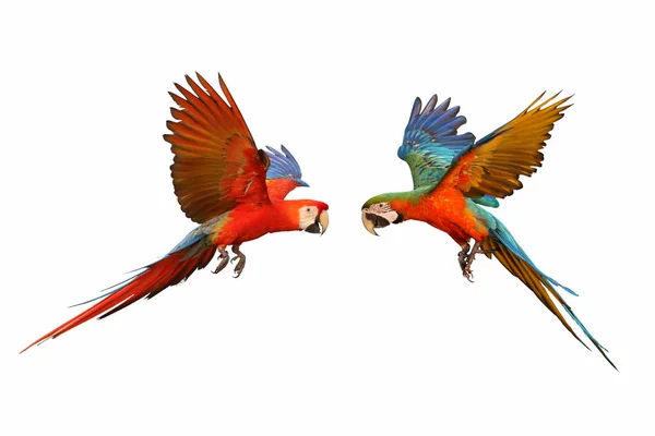 Coloridos Loros Guacamayos Voladores Aislados Blanco — Foto de Stock