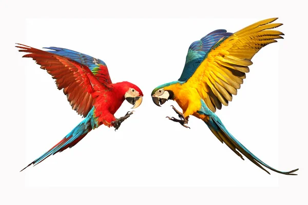 Renkli uçan papağanlar beyazlar üzerinde izole edilmiş.