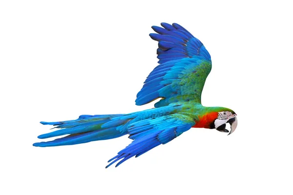 Colorful Flying Macaw Parrot Isolated White — Stock Photo, Image