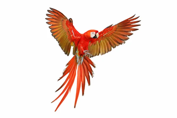 Renkli uçan papağan beyazı izole etmiş.