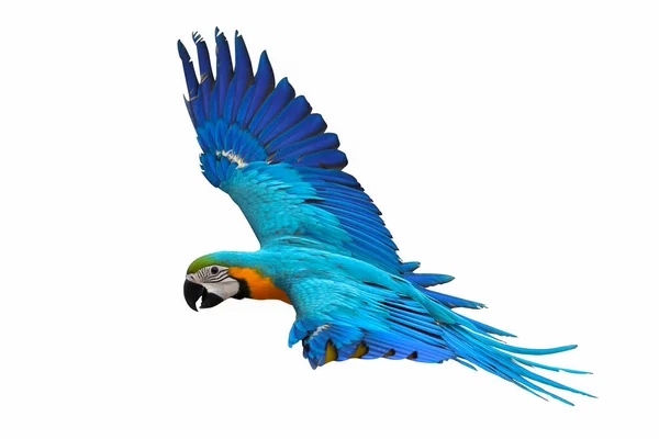 Colorful Flying Macaw Parrot Isolated White Royalty Free Stock Photos