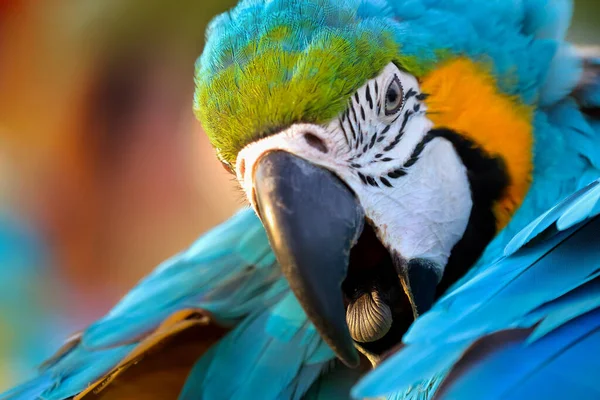 Fechar Até Cabeça Papagaio Arara Azul Dourado — Fotografia de Stock