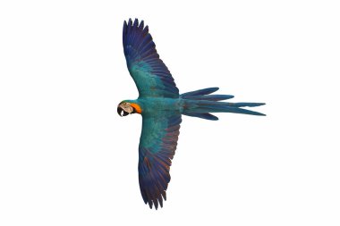 Beyaz arka planda yalnız uçan papağan..