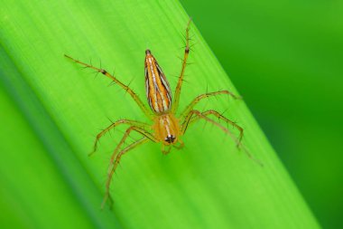 Kırsal kesimde çimlerin üzerinde yaşayan örümceğin yakın çekimi.
