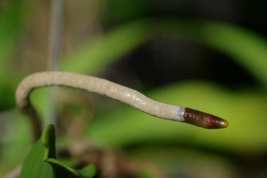 Çocuk odasında büyüyen orkide kökleri..