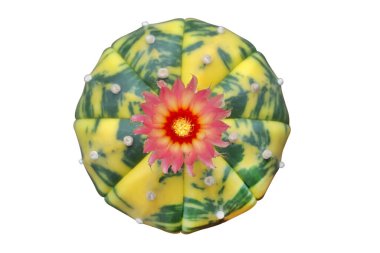 Astrophytum asterias üst görünümü çeşitlendirilmiş çiçek beyaz arkaplanda kırpma yolu ile izole.