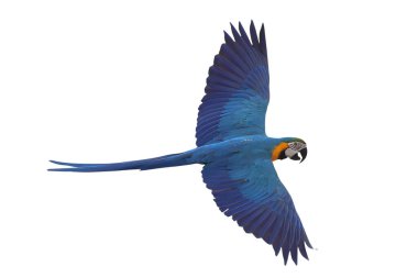 Renkli uçan Mavi ve Altın makav papağanı kırpma yolu ile beyaz arka planda izole.