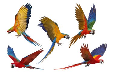 Beyaz arka planda beş papağan kolajı.