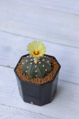 Tencerede güzel açan bir kaktüsün manzarası..