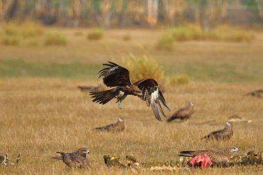 Çayırda uçan zarif siyah uçurtma. Yırtıcı kuşlar Siyah uçurtma