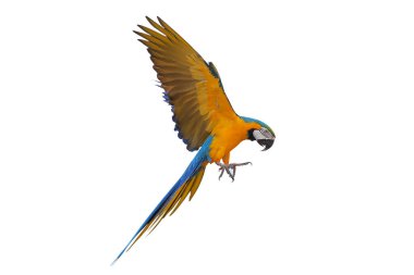 Renkli uçan Mavi ve Altın makav papağanı kırpma yolu ile beyaz arka planda izole.
