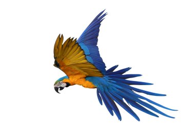 Renkli uçan Mavi ve Altın makav papağanı kırpma yolu ile beyaz arka planda izole.