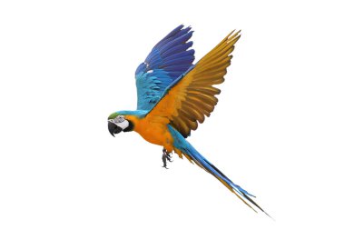 Renkli uçan Mavi ve Altın makav papağanı kırpma yolu ile beyaz arka planda izole.