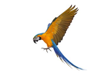 Renkli uçan Mavi ve Altın makav papağanı kırpma yolu ile beyaz arka planda izole.
