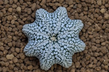 Astrophytum asterias superkabuto yıldız şeklindeki bir çömleğin üst görüntüsü.