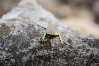 Kayadaki küçük kertenkele