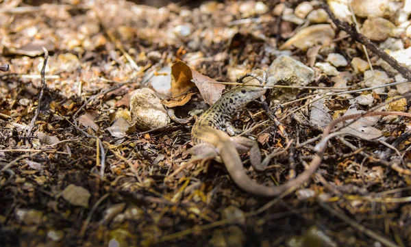 Petit Lézard Sur Rocher — Photo