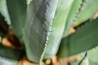the pattern of Aloe Vera
