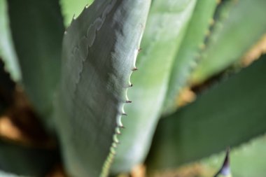 the pattern of Aloe Vera