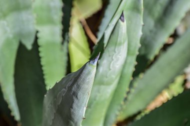 an Aloe Vera leaf 