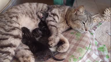 Vahşi kedi doğurur ve onun yavruları anne