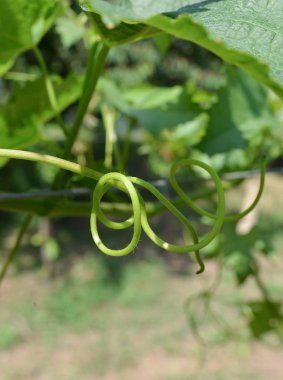 olgunlaşmamış bıyığın üzüm Caserta - İtalya ile bağ ve görmek