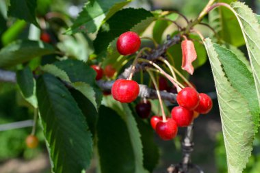 mavi gökyüzü ile kar üzerinde arka plan ile küçük kırmızı meyveler ağaç dalı
