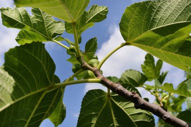 küçük olgunlaşmamış yeşil incir ağacı dalı
