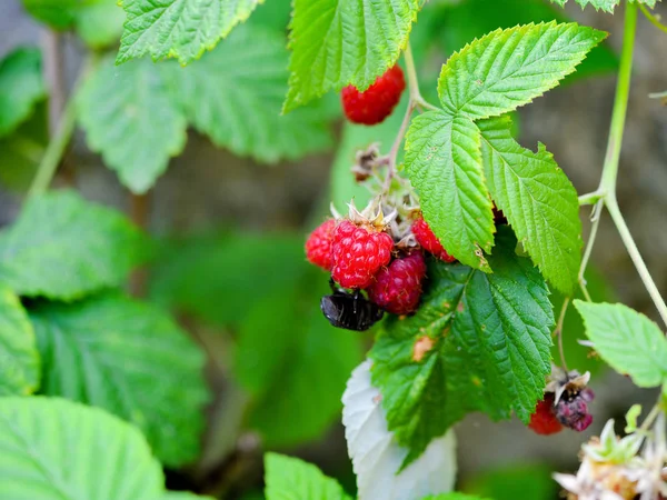 Fresh Natural Wild Red Berries Plant — Stock Photo, Image