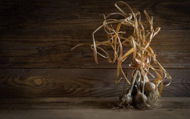 Ahşap arka plan üzerinde taze çiğ beyaz sarımsak Grup