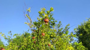 Bahçedeki süs nar ağacı