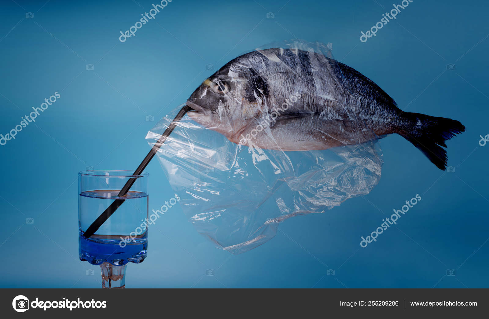 Fish sea bream in plastic film Stock Photo by ©jacklondon 255209286