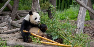 Berlin hayvanat bahçesindeki panda