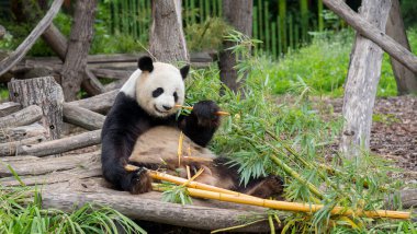 Berlin hayvanat bahçesindeki panda