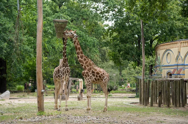 Girafas no zoológico de Berlim - Alemanha — Fotografia de Stock