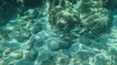 Çipura, deniz tabanındaki kaya ve çakıl taşlarını keşfeder.