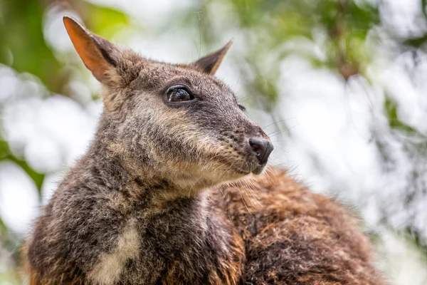 Zbliżenie Wallaby — Zdjęcie stockowe