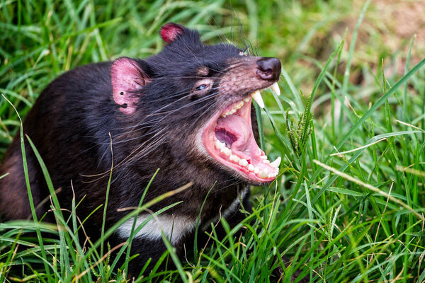 Close up of Tasmanian Devil with jaws wide open