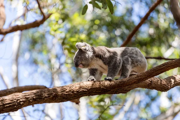Wspinaczka Drzewo Eukaliptusa Koala — Zdjęcie stockowe