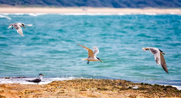 Tres Gaviotas Aterrizando Costa — Foto de Stock