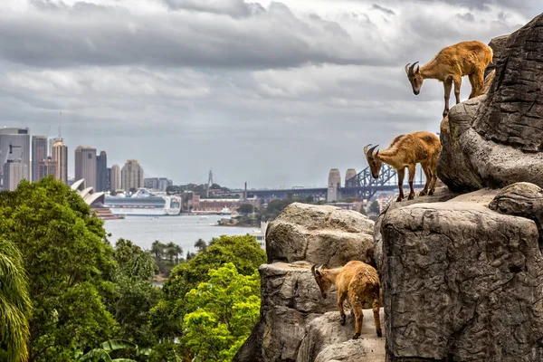 Sidney Opera Evi ve Harbour Bridge Tarongo Hayvanat Bahçesi, Sydney, Nsw, Avustralya üzerinde 19 Aralık 2014 alınan üç dağ keçileri