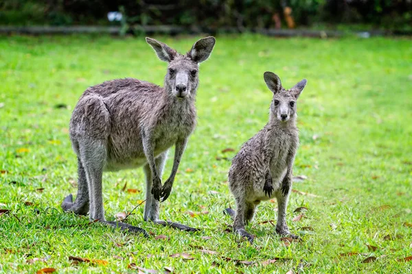 Zbliżenie Kangurów Matka Potomstwo — Zdjęcie stockowe