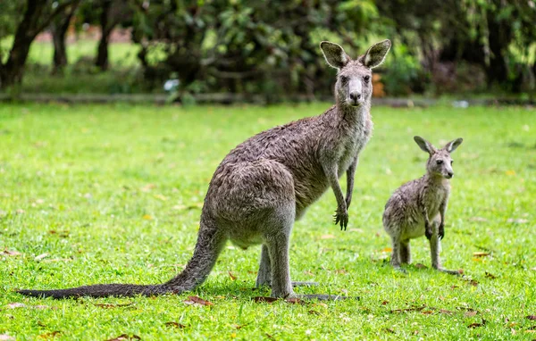 Närbild Kangaroos Mor Och Avkomma — Stockfoto