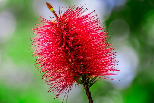 Flor Escova Garrafa Australiano Vermelho — Fotografia de Stock