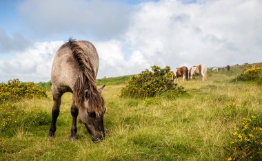 Çimenlerin üzerinde otlatma vahşi Dartmoor midilli